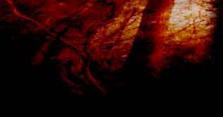 Fallacious World web site